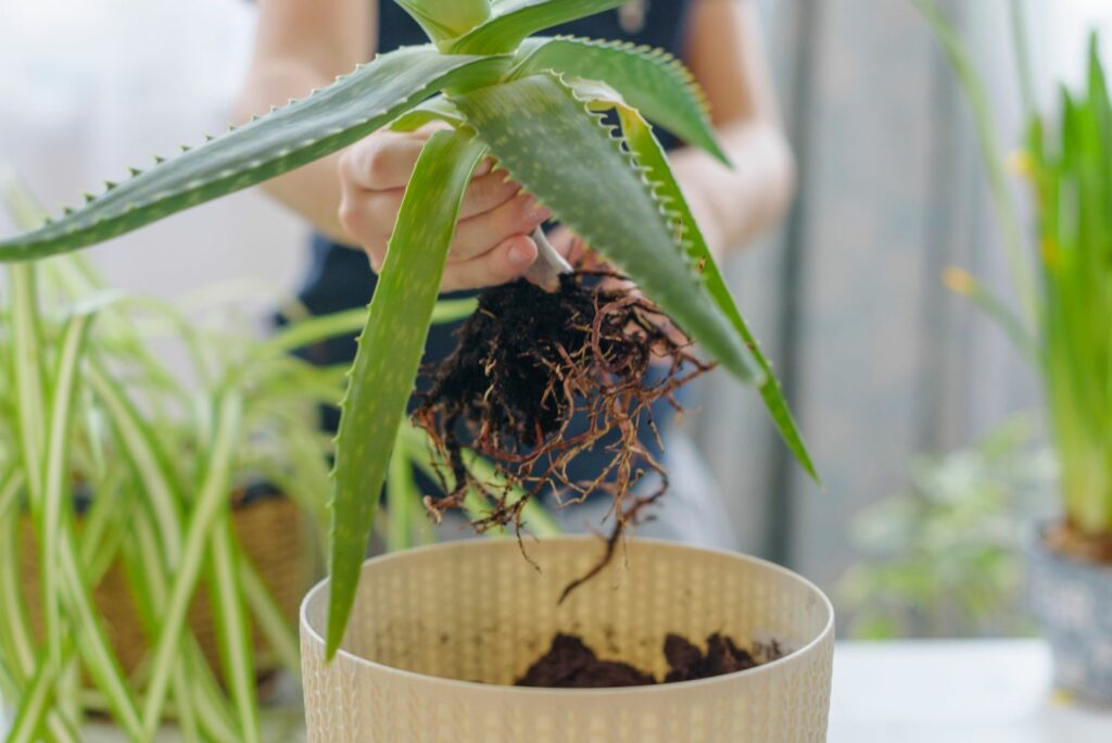 aloja vera struktura biljke